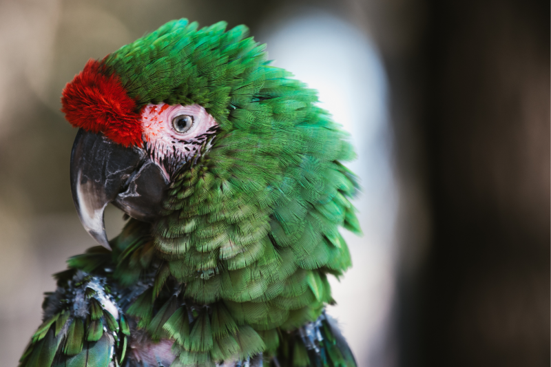 Boca Palms Animal Hospital – Hero BG Image 6 Boca Palms Animal Hospital - Hero BG Image 6